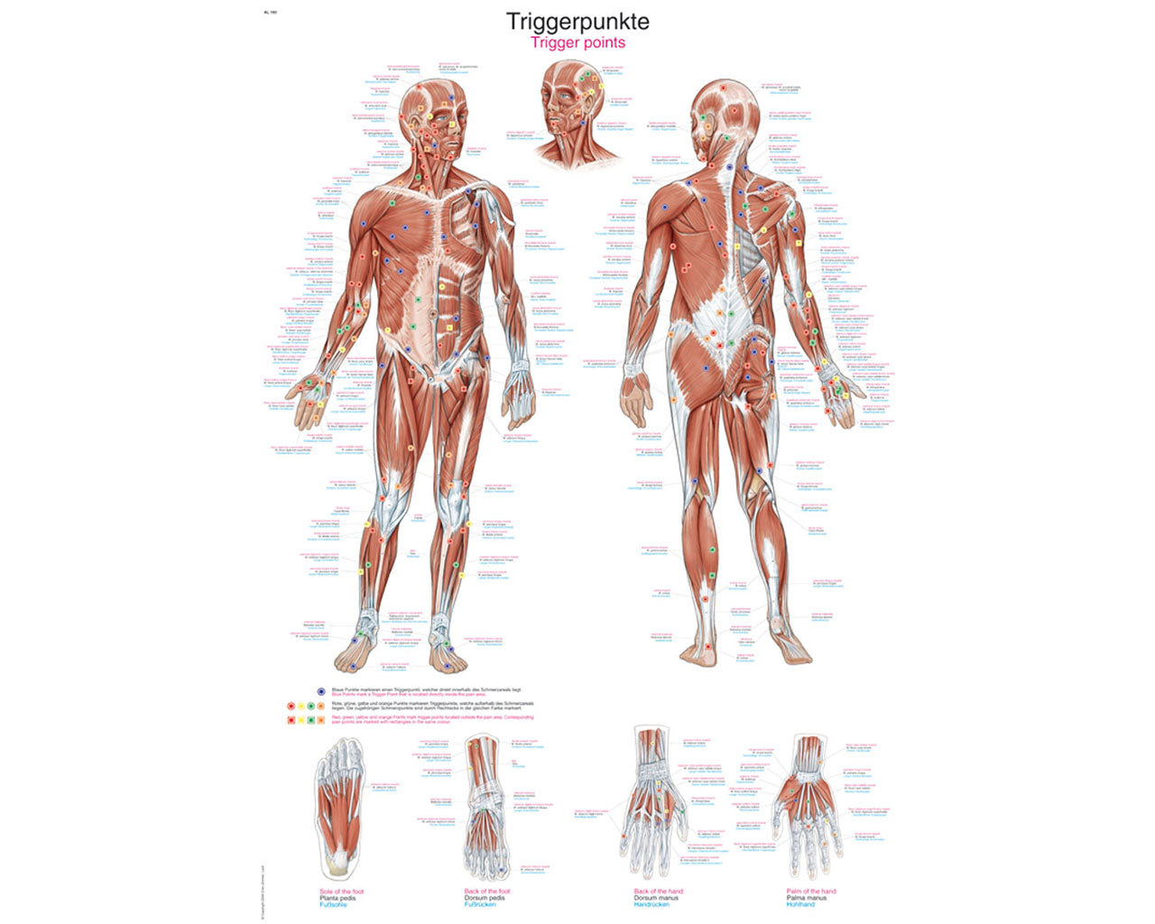 Therapieskelette & Lehrtafeln