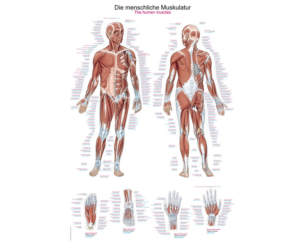 Lehrtafel die menschliche Muskulatur - ErlerZimmer - ppw - winter