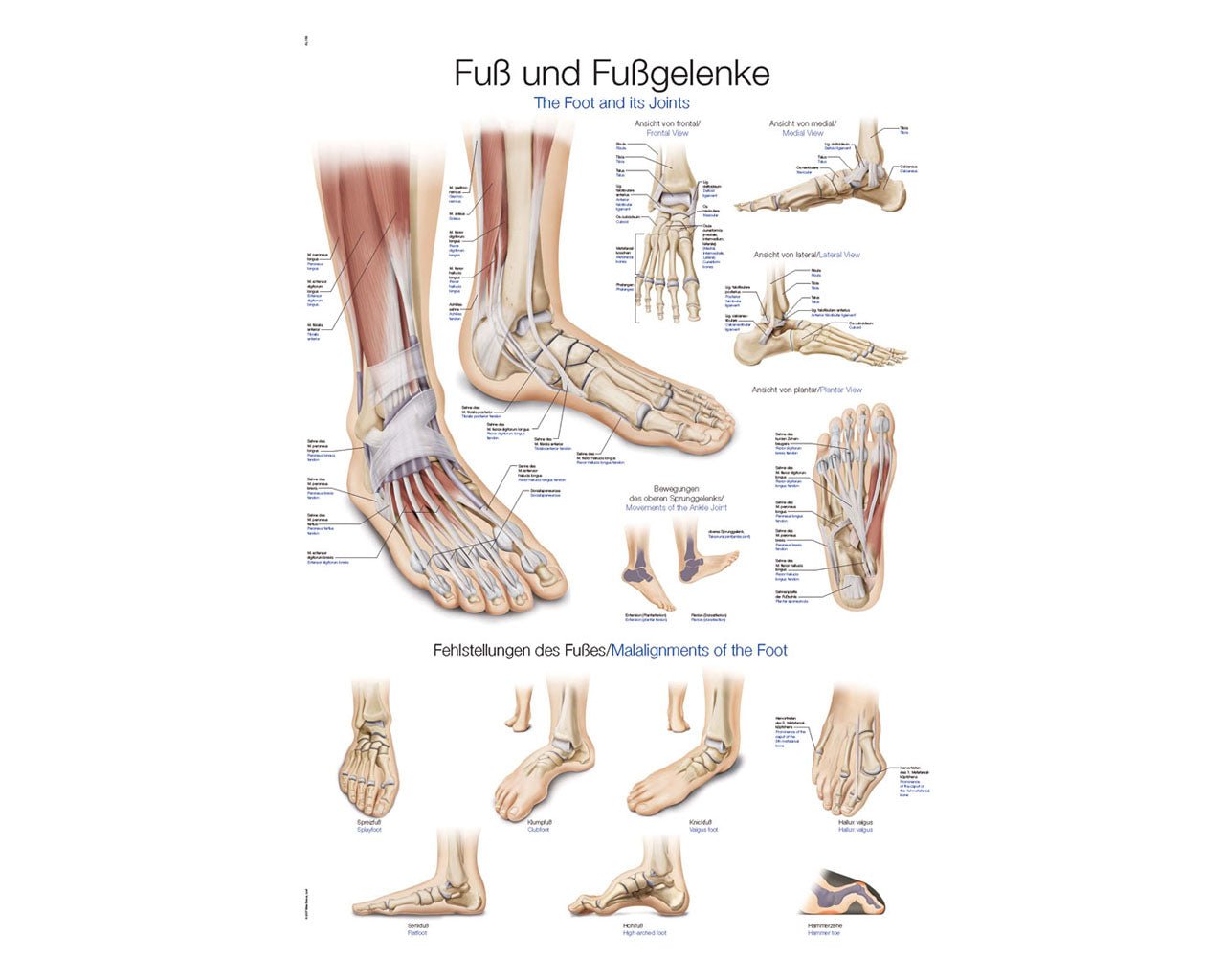Lehrtafel Fuß & Fußgelenke - ErlerZimmer - ppw - winter