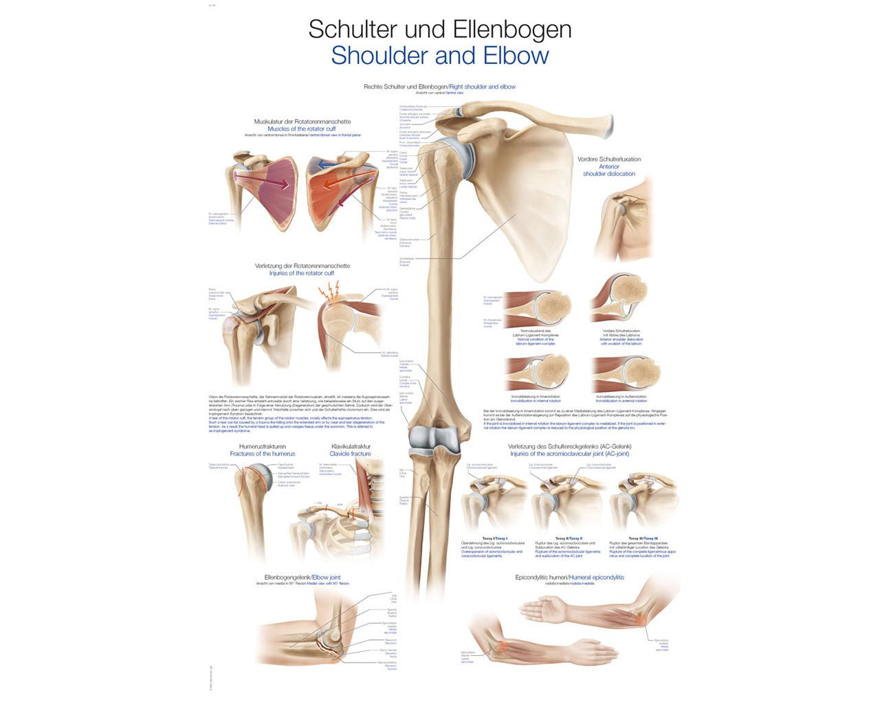 Lehrtafel Schulter & Ellenbogen - ErlerZimmer - ppw - winter