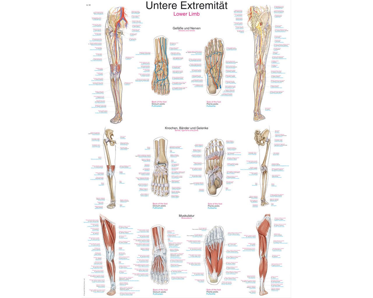 Lehrtafel untere Extremität - ErlerZimmer - ppw - winter